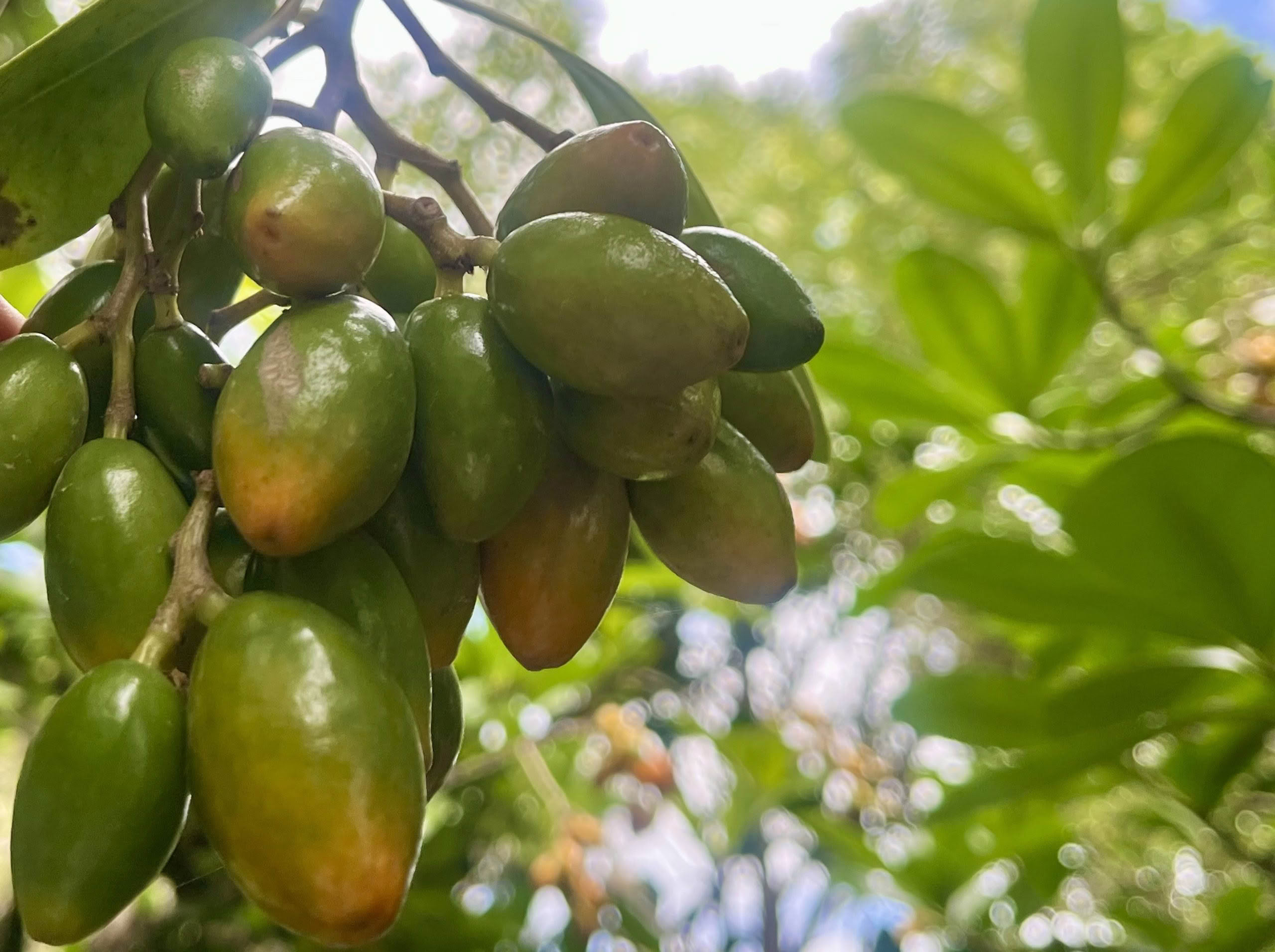 A close up of a bunch of green turning to orange karaka berries
on a sunny day.